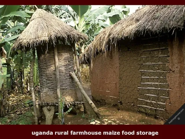 uganda rural farmhouse maize food storage