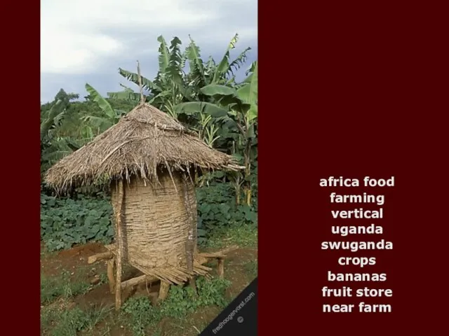 africa food farming vertical uganda swuganda crops bananas fruit store near farm