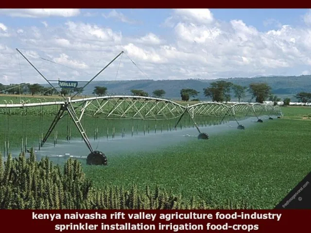 kenya naivasha rift valley agriculture food-industry sprinkler installation irrigation food-crops