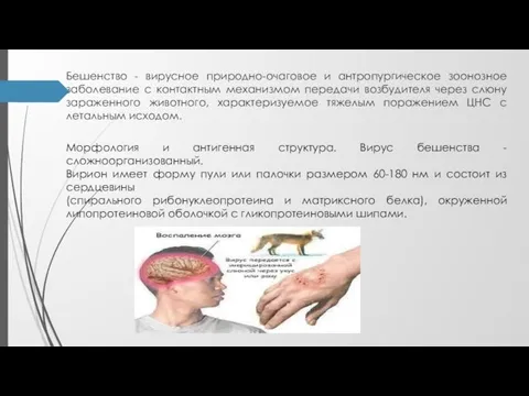 Бешенство - вирусное природно-очаговое и антропургическое зоонозное заболевание с контактным механизмом