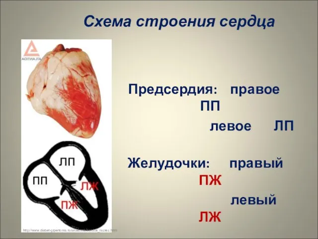 Схема строения сердца Предсердия: правое ПП левое ЛП Желудочки: правый ПЖ левый ЛЖ http://www.diabet-gipertonia.ru/anatomia/serdce_razrez.html