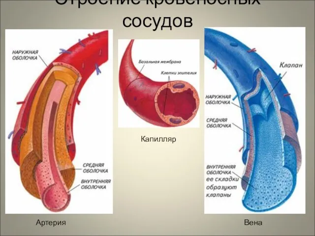 Строение кровеносных сосудов Артерия Капилляр Вена