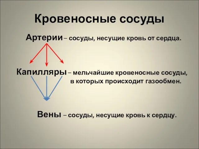 Кровеносные сосуды Артерии – сосуды, несущие кровь от сердца. Капилляры –