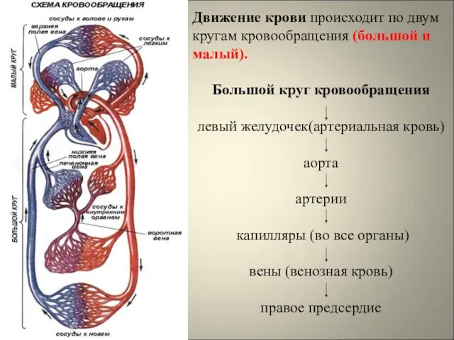 Движение крови происходит по двум кругам кровообращения (большой и малый). Большой