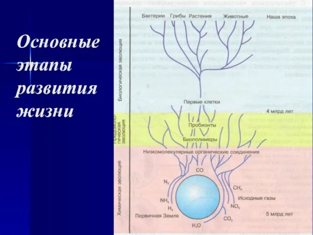 Основные этапы развития жизни