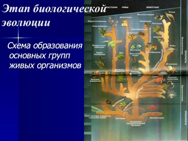 Этап биологической эволюции Схема образования основных групп живых организмов