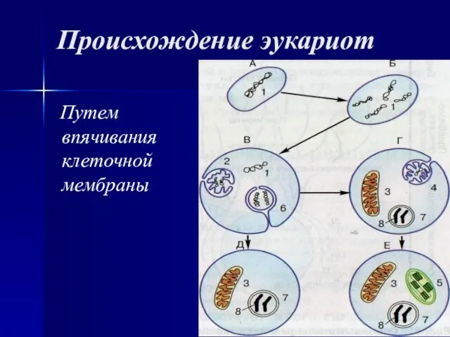 Происхождение эукариот Путем впячивания клеточной мембраны