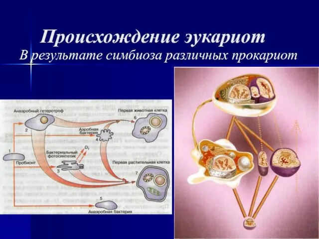 Происхождение эукариот В результате симбиоза различных прокариот