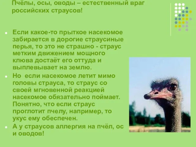Пчёлы, осы, оводы – естественный враг российских страусов! Если какое-то прыткое