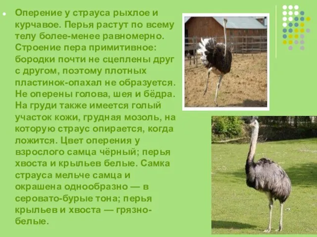 Оперение у страуса рыхлое и курчавое. Перья растут по всему телу
