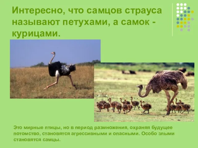 Интересно, что самцов страуса называют петухами, а самок - курицами. Это