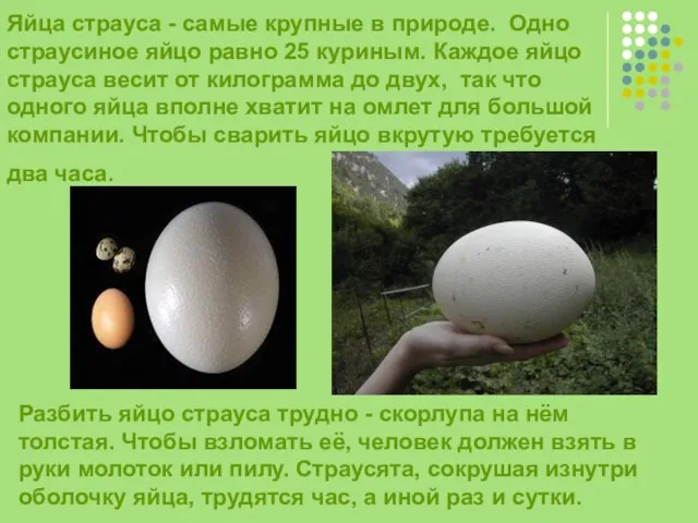 Яйца страуса - самые крупные в природе. Одно страусиное яйцо равно