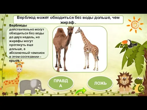 Верблюды действительно могут обходиться без воды до двух недель, но жирафы