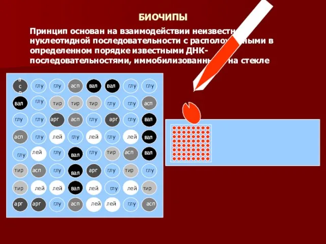 Принцип основан на взаимодействии неизвестной нуклеотидной последовательности с расположенными в определенном