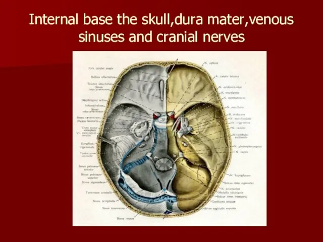 Internal base the skull,dura mater,venous sinuses and cranial nerves