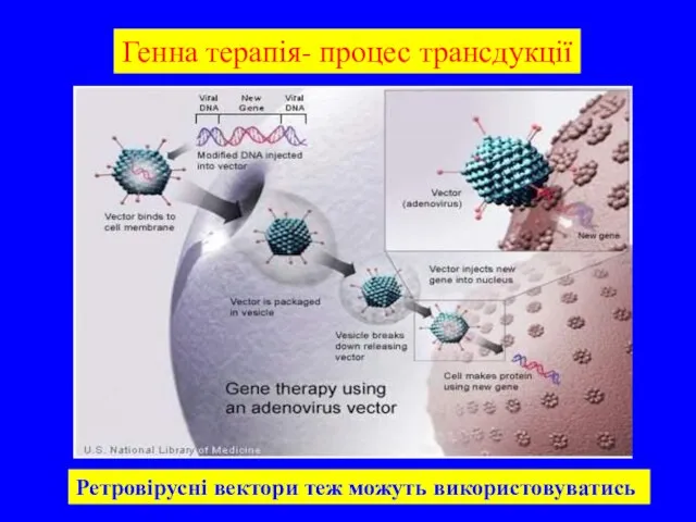 Генна терапія- процес трансдукції Ретровірусні вектори теж можуть використовуватись