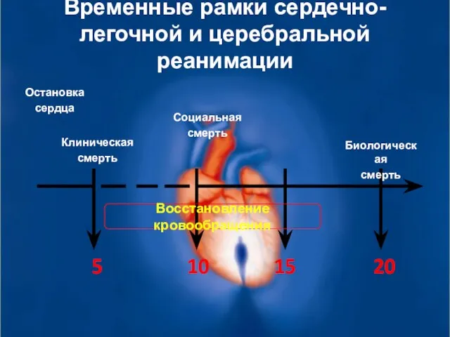 Временные рамки сердечно-легочной и церебральной реанимации Клиническая смерть Социальная смерть Биологическая