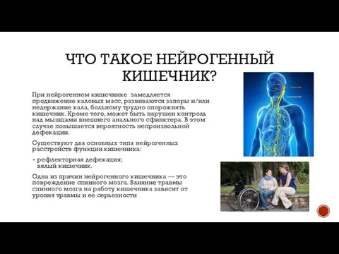 ЧТО ТАКОЕ НЕЙРОГЕННЫЙ КИШЕЧНИК? При нейрогенном кишечнике замедляется продвижение каловых масс,