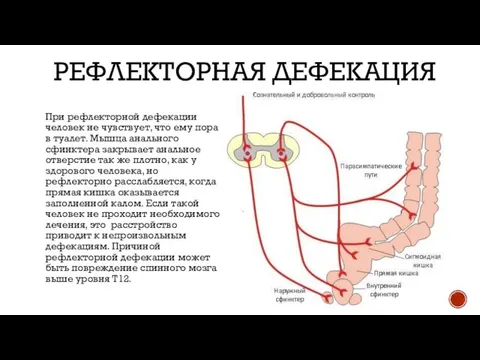 РЕФЛЕКТОРНАЯ ДЕФЕКАЦИЯ При рефлекторной дефекации человек не чувствует, что ему пора