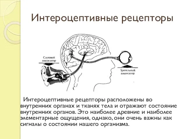 Интероцептивные рецепторы Интероцептивные рецепторы расположены во внутренних органах и тканях тела