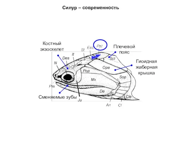 Костный экзоскелет Гиоидная жаберная крышка Сменяемые зубы Плечевой пояс Силур – современность