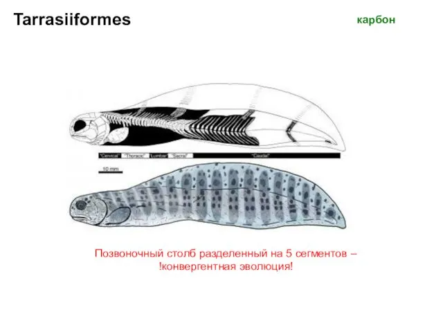 Tarrasiiformes Позвоночный столб разделенный на 5 сегментов – !конвергентная эволюция! карбон