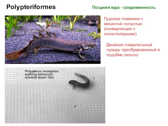 Polypteriformes Поздняя юра - современность Грудные плавники с мясистой лопастью (конвергенция