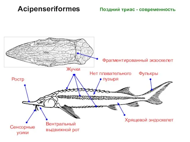 Acipenseriformes Поздний триас - современность Вентральный выдвижной рот Сенсорные усики Ростр