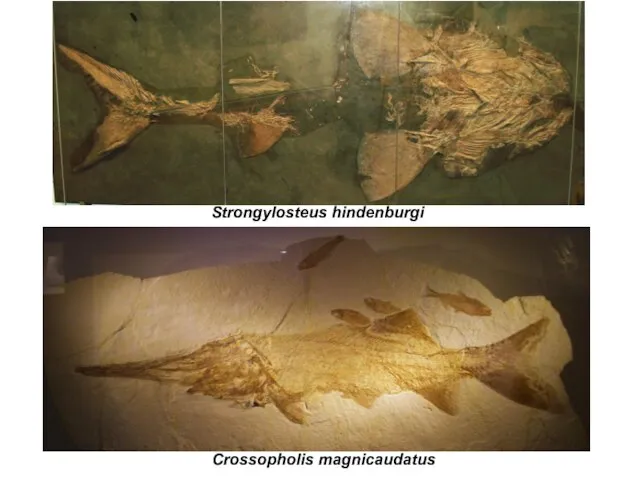 Strongylosteus hindenburgi Crossopholis magnicaudatus