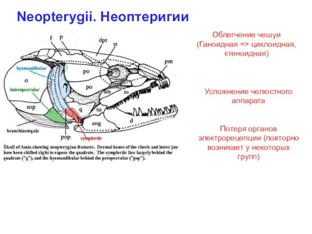 Neopterygii. Неоптеригии Облегчение чешуи (Ганоидная => циклоидная, ктеноидная) Усложнение челюстного аппарата