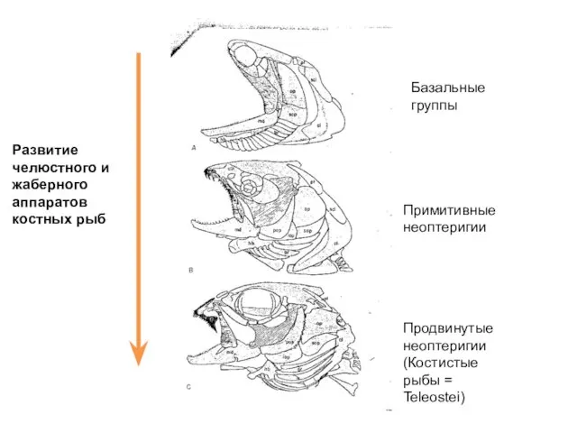 Развитие челюстного и жаберного аппаратов костных рыб Базальные группы Примитивные неоптеригии