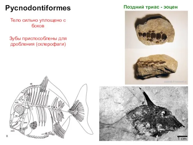 Pycnodontiformes Поздний триас - эоцен Тело сильно уплощено с боков Зубы приспособлены для дробления (склерофаги)