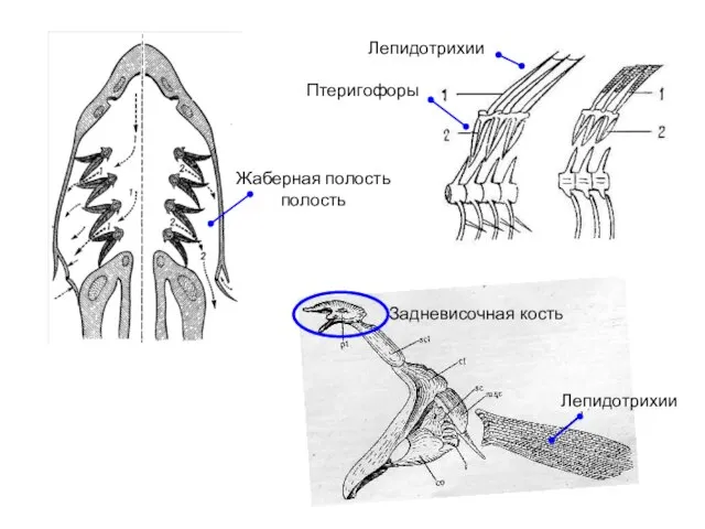 Жаберная полость полость Лепидотрихии Задневисочная кость Лепидотрихии Птеригофоры