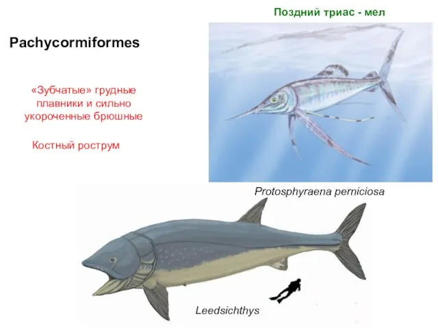 Pachycormiformes Leedsichthys «Зубчатые» грудные плавники и сильно укороченные брюшные Костный рострум