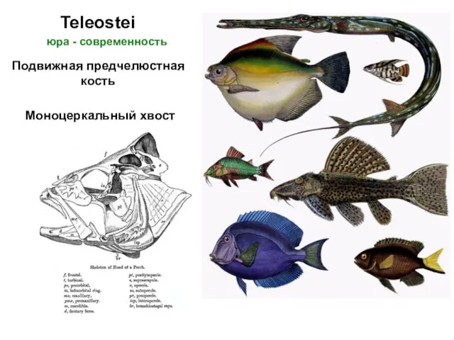 Teleostei Подвижная предчелюстная кость Моноцеркальный хвост юра - современность