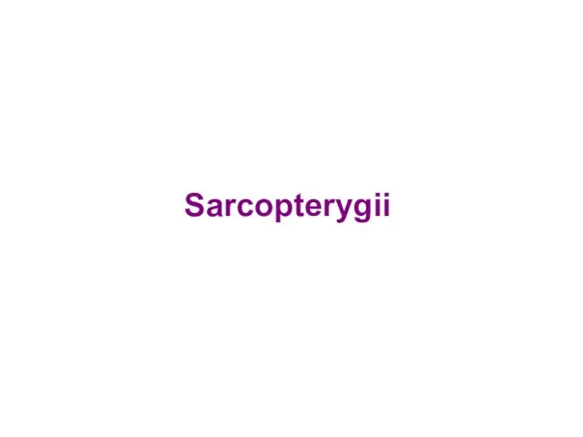 Sarcopterygii