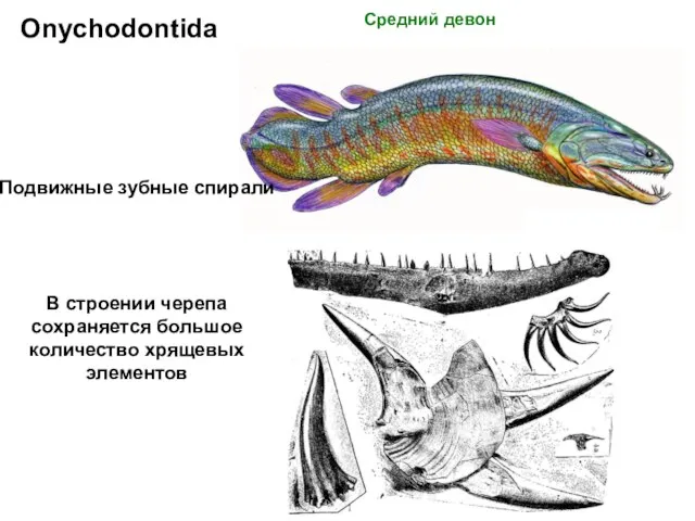 Onychodontida Средний девон Подвижные зубные спирали В строении черепа сохраняется большое количество хрящевых элементов