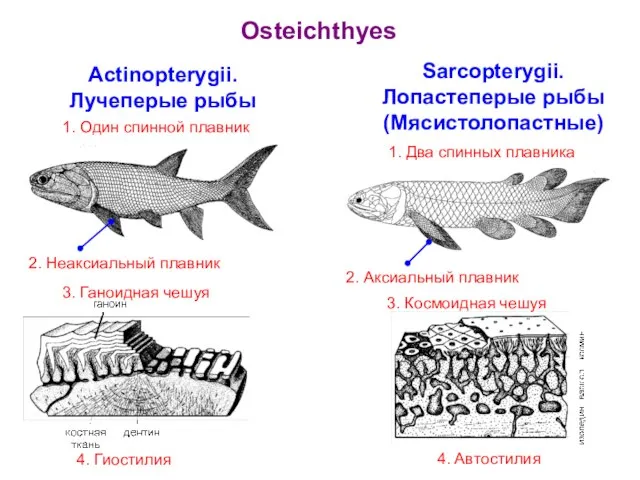 Sarcopterygii. Лопастеперые рыбы (Мясистолопастные) Actinopterygii. Лучеперые рыбы Osteichthyes 3. Ганоидная чешуя