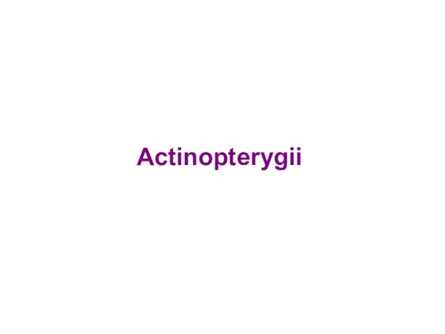 Actinopterygii