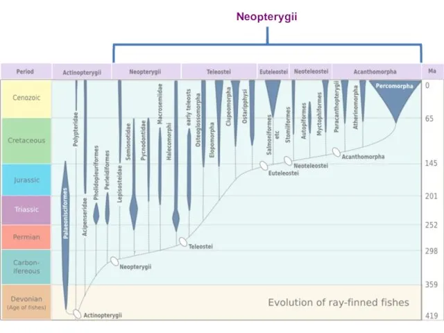 Neopterygii