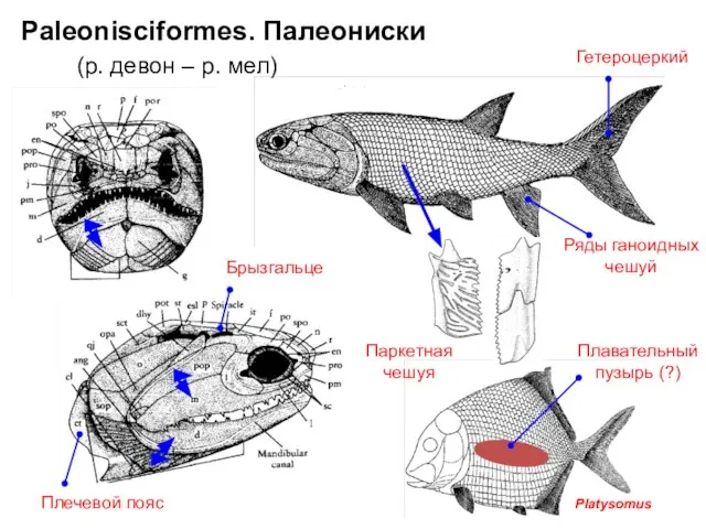 (р. девон – р. мел) Паркетная чешуя Ряды ганоидных чешуй Гетероцеркий