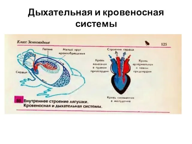 Дыхательная и кровеносная системы