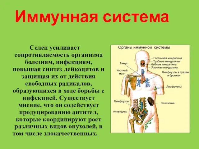 Иммунная система Селен усиливает сопротивляемость организма болезням, инфекциям, повышая синтез лейкоцитов