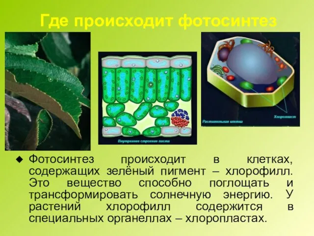 Где происходит фотосинтез Фотосинтез происходит в клетках, содержащих зелёный пигмент –