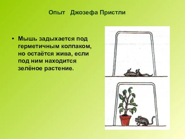 Опыт Джозефа Пристли Мышь задыхается под герметичным колпаком, но остаётся жива,