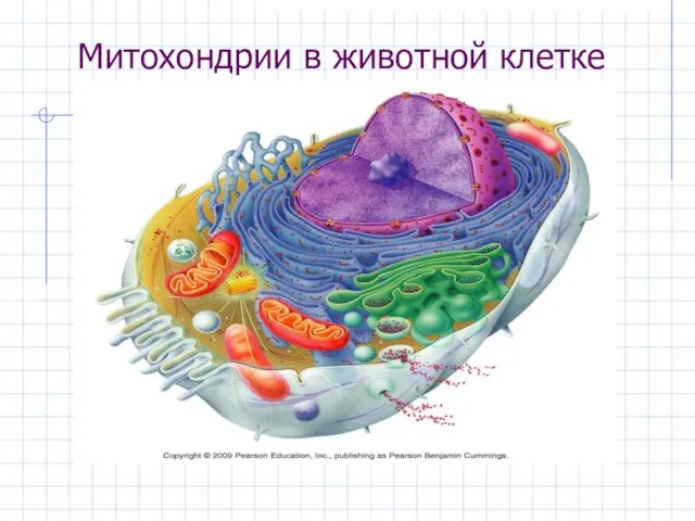 Митохондрии в животной клетке