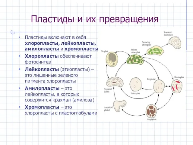 Пластиды и их превращения Пластиды включают в себя хлоропласты, лейкопласты, амилопласты