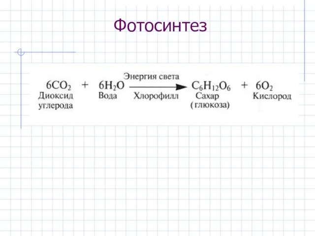 Фотосинтез