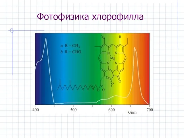 Фотофизика хлорофилла