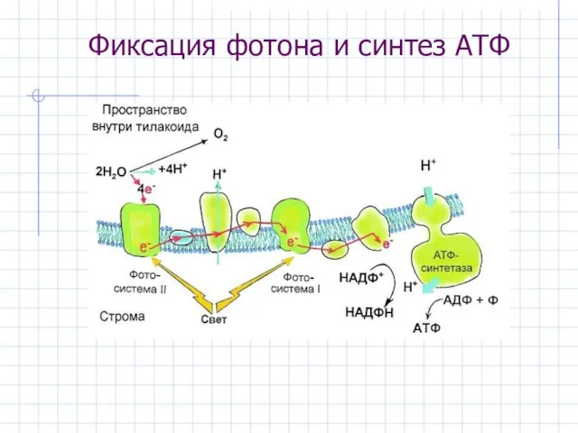 Фиксация фотона и синтез АТФ